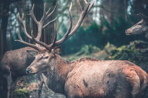 Deers In The Wild